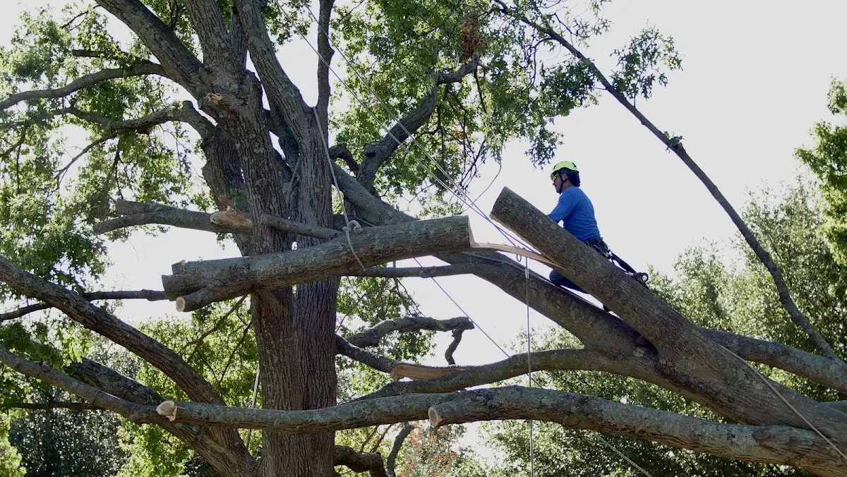 Professional Hazardous Tree Removal performed by certified arborists in Walling